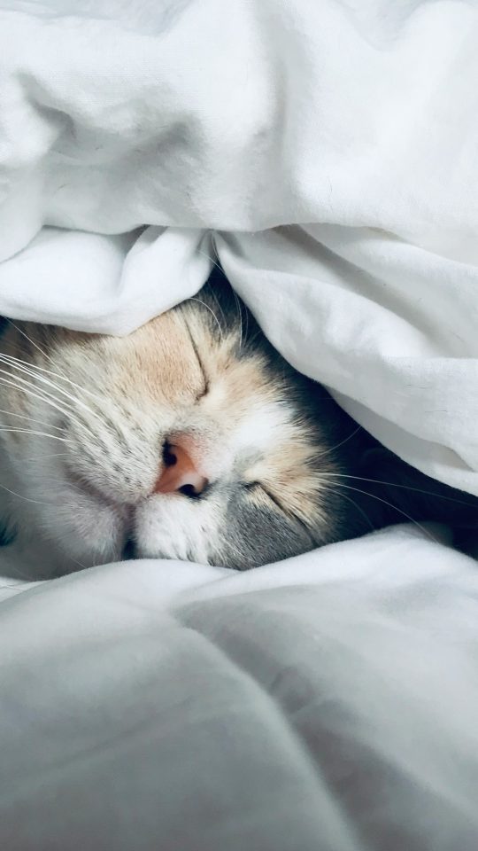 white cat sleeps under white comforter