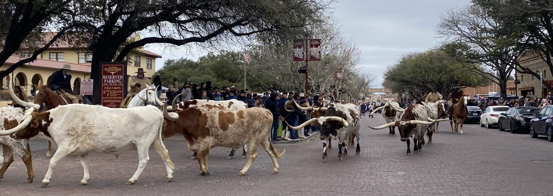 a long line of cattle walking down a street at The  Wyatt at Presidio Junction